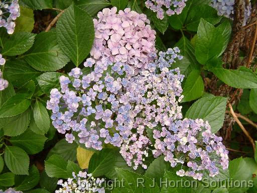 Hydrangea Japanese 